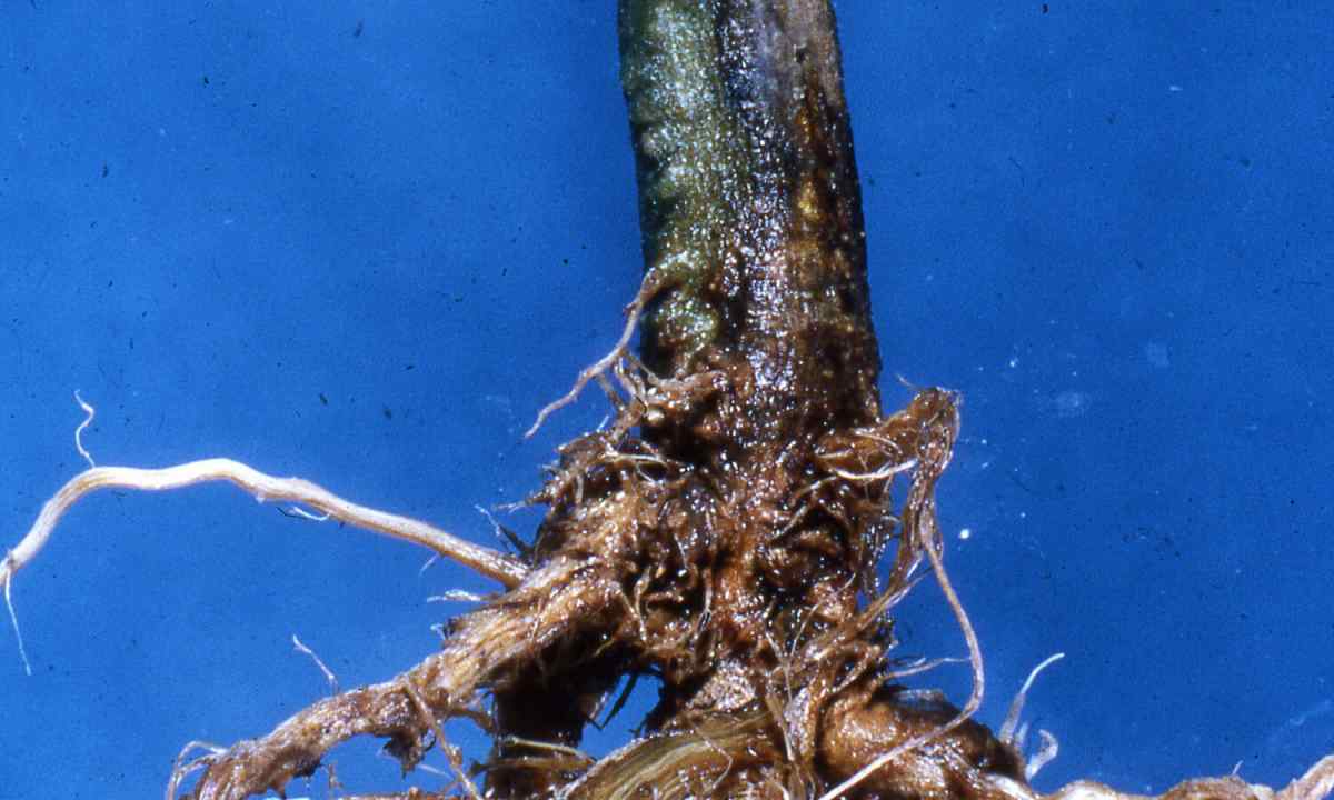 Гниль фузаріозна коренева